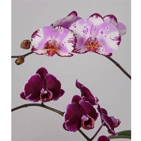 Floral Fantasies: Artistic Explorations of Phalaenopsis Orchids
